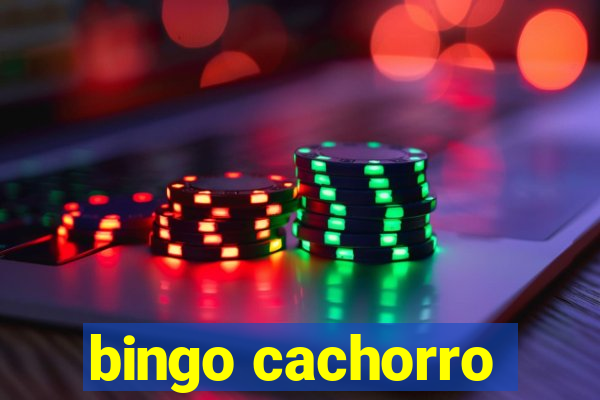 bingo cachorro