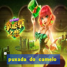 puxada do camelo jogo do bicho